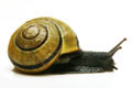 Cepaea nemoralis Czech Republic adult